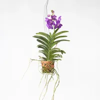Plant in a Box - Vanda 'Blue' - Höhe