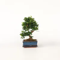 Plant in a Box - Bonsaibaume - Carmona microphylla