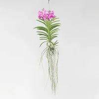Plant in a Box - Vanda-Orchidee - Vanda 'Pink'