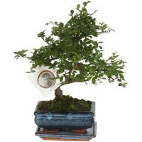 Plant in a Box - Bonsaibaume - Zelkova serrata