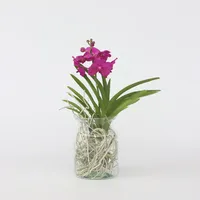 Plant in a Box - Vanda-Orchidee - Vanda 'Cerise'
