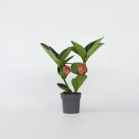 Plant in a Box - Medinilla magnifica - Höhe
