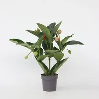 Plant in a Box - Medinilla magnifica - Höhe