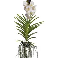 Plant in a Box - Vanda-Orchidee - Vanda 'White'
