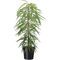 Plant in a Box - Ficus binnendijkii - Höhe