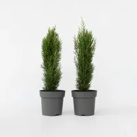 Plant in a Box - Toskanische Zypresse - 2