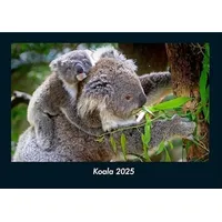 Vero Kalender Koala 2025 Fotokalender DIN A4