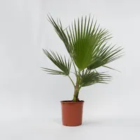 Plant in a Box - Mexikanische Fächerpalme - 2