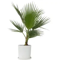 Plant in a Box - Mexikanische Fächerpalme - Washingtonia
