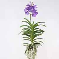 Plant in a Box - Vanda 'Magic Royal Blue'