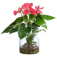 Dehner Waterplant Flamingoblume im Glas - Anthurium 'Rosa Champion'