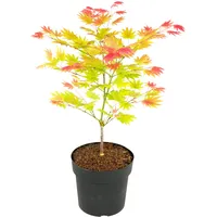 Plant in a Box - Acer palmatum 'Moonrise' -