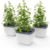 Gusta Garden Kräutertopf Herbs Buddy, 3er weiß
