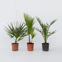 Plant in a Box - Gartenpalmen - 6 Stk