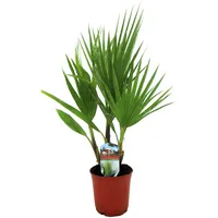 Plant in a Box - Washingtonia robusta Höhe 50-60cm