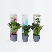 Plant in a Box - 3 Stk - Hydrangea