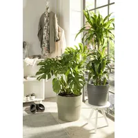 Scheurich Groove 40, Blumentopf/Pflanzkübel, rund, Farbe: Khaki, hergestellt mit