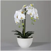 DPI Orchidee 48 cm) (6051805)