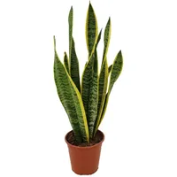 Plant in a Box - Sansevieria Laurentii Höhe 40-50cm