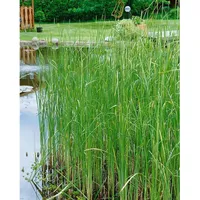Pflanzen Für Dich Typha laxmannii, Rohrkolben, ca. 9x9 cm