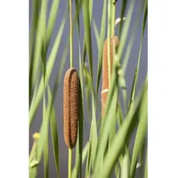 Pflanzen Für Dich Typha latifolia Breitblättriger Rohrkolben, ca. 9x9