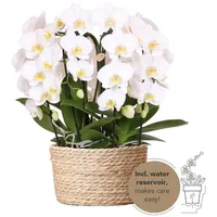 Kolibri Orchids Orchideen Set im Schilfkorb inkl. Wassertank drei