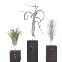 Plant in a Box - Tillandsien - 3 Stk