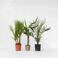 Plant in a Box - 3 Stk - Indoor
