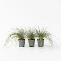 Plant in a Box - Blaugrünes Schwingel - 3