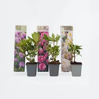 Plant in a Box - 6 Stk - Rhododendron