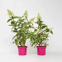 Plant in a Box - 2 Stk - Hydrangea