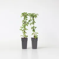 Plant in a Box - 2 Stk - Clematis