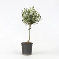 Plant in a Box - Olivenbaum - Olea europaea