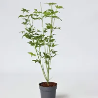 Plant in a Box - Japanischer Ahorn - Acer