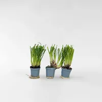 Plant in a Box - Knobikraut - 6 Stk