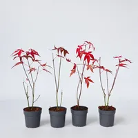 Plant in a Box - Japanischer Ahorn - 4