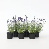 Plant in a Box - 6 Stk - Lavandula