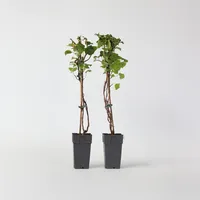 Plant in a Box - 2 Stk - Hydrangea