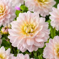 Plant in a Box - Dahlien - 3er Set