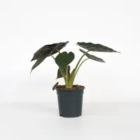 Plant in a Box - Elefantenohr - Alocasia 'Wentii'
