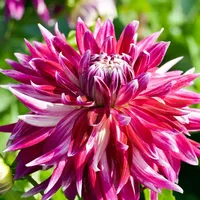 Plant in a Box - Dahlien - 3er Set