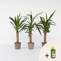 Plant in a Box - Palmlilie - 6 Stk