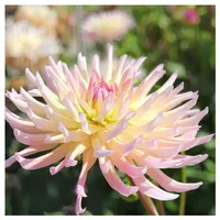 Plant in a Box - Dahlien - 3er Set