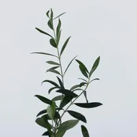 Plant in a Box - Olivenbaum - 2 Stk