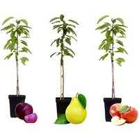 Plant in a Box - - 3 Stk -
