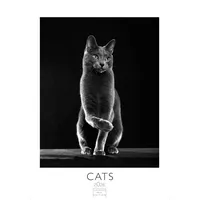 Casares Fine Art Edition Cats schwarz-weiss Kalender 2026 –