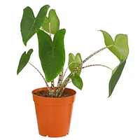 Dehner Pfeilblatt - Alocasia zebrina, Grün, Braun
