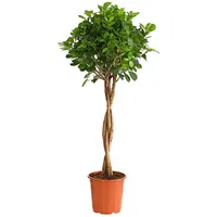 Dehner Lorbeer-Feige - Ficus microcarpa 'Moclame', Stämmchen, Grün