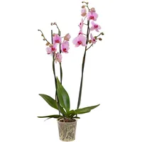 Dehner Schmetterlingsorchidee, Ø Phalaenopsis cultivars, dreitriebig, rosa
