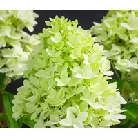 Dehner Rispen-Hortensie Limelight, weiße Blüten, ca. 30-40 cm, 5